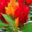 Celosia argenta.png